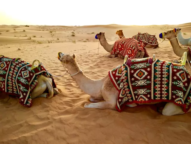 Dubai Desert Safari: Captivating Moments in the Heart of Arabian Adventures